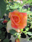 Preview: Rosa Tea Clipper